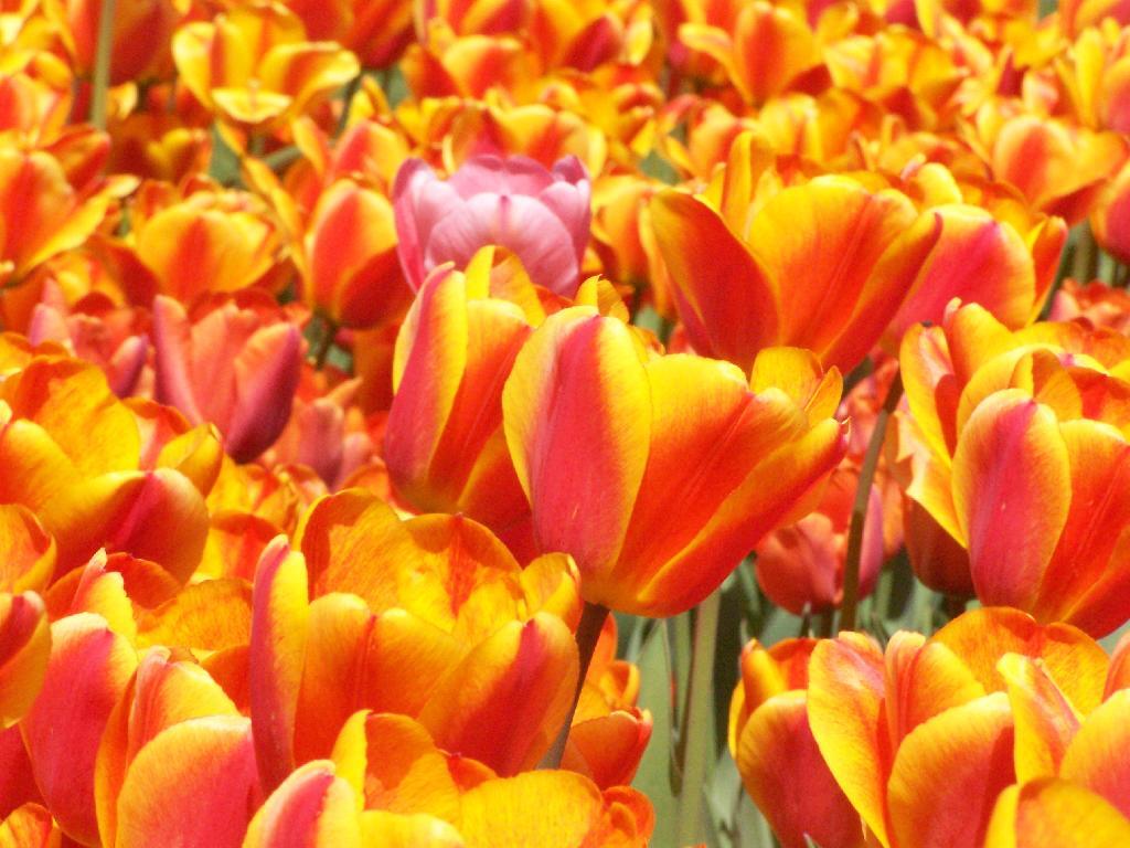 Photo: Orange and Red