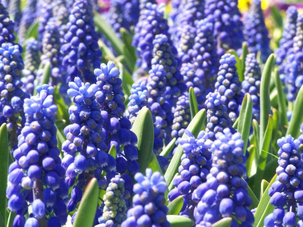 Photo: Grape Hyacinth Flowers Photo: Grape Hyacinth Flowers