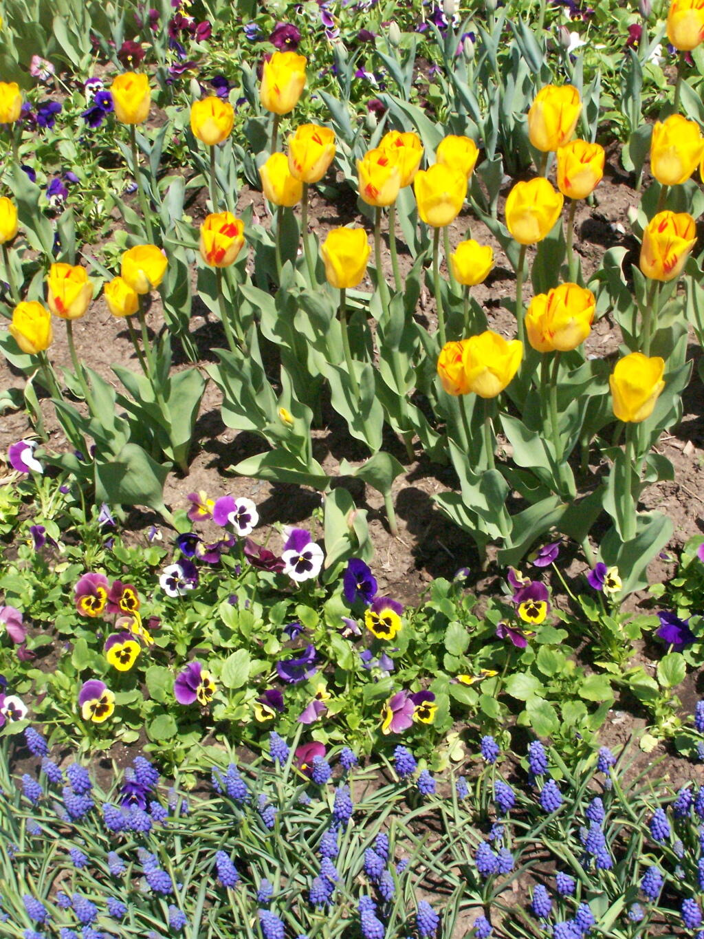 Photo: Flowers