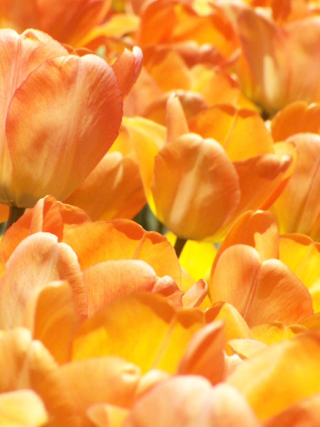 Photo: Orange Photo: Orange