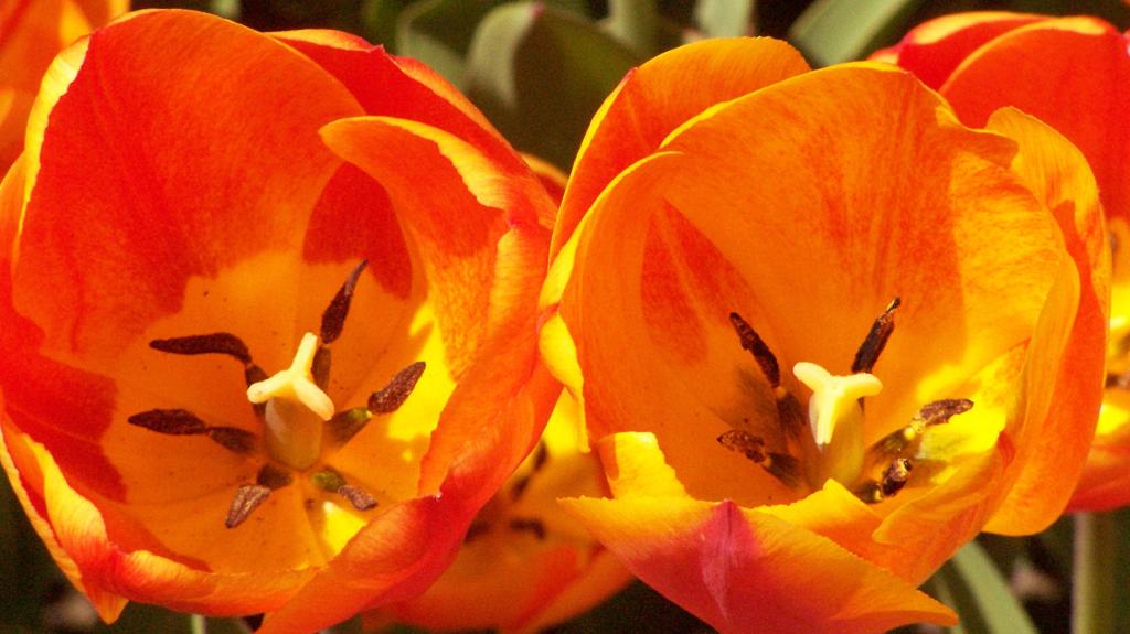 Photo: Orange on Green