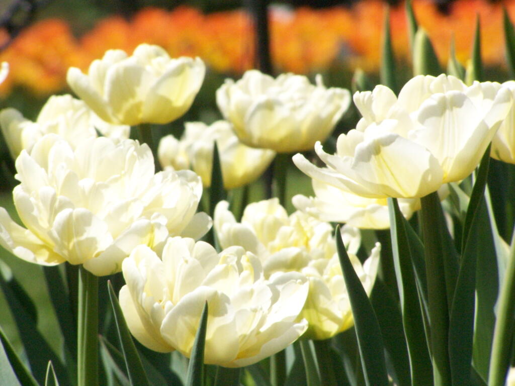Photo: White on Green