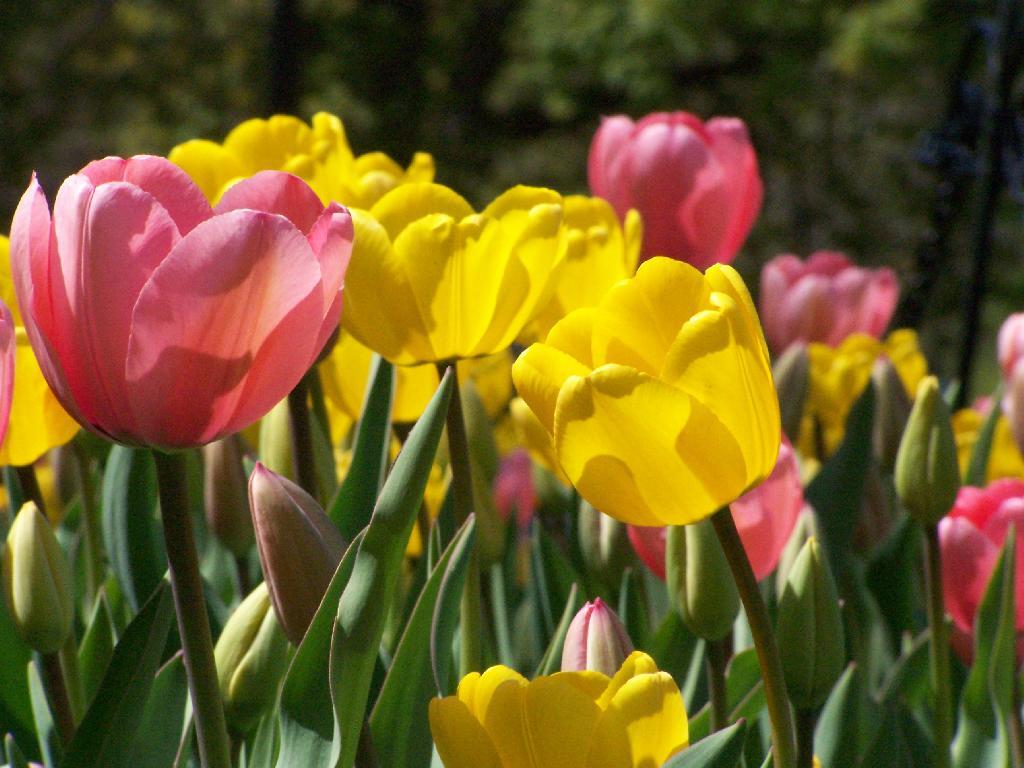 Photo: Pink and Yellow Photo: Pink and Yellow