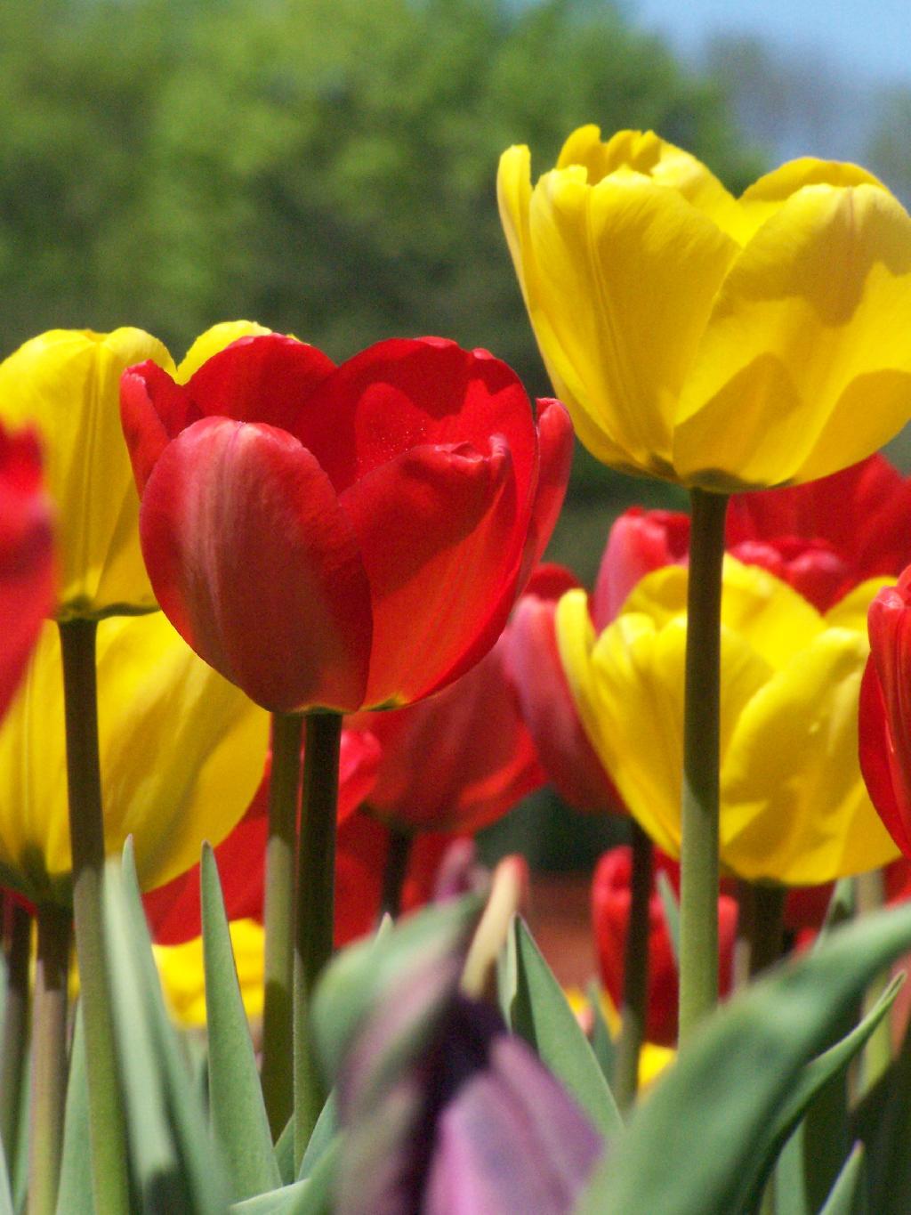 Photo: Red on Yellow Photo: Red on Yellow