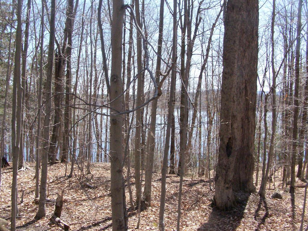 Photo: Piseco Lake Through the Trees