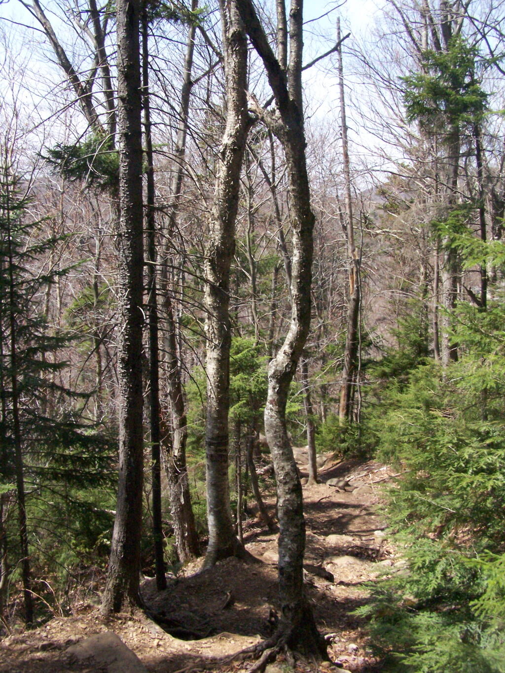 Photo: The Trail