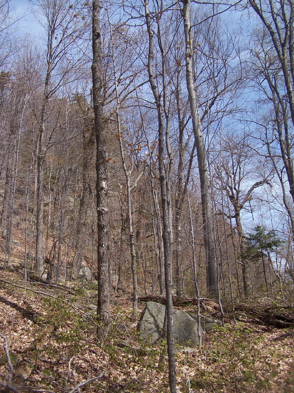 Photo: Looking Up at Echo Cliff from Trail