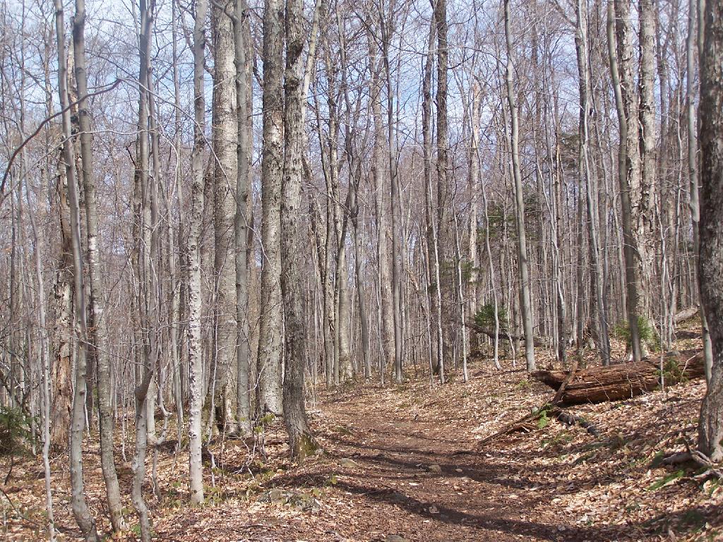 Photo: Dexter Lake-Potter Homestead Trail Photo: Dexter Lake-Potter Homestead Trail
