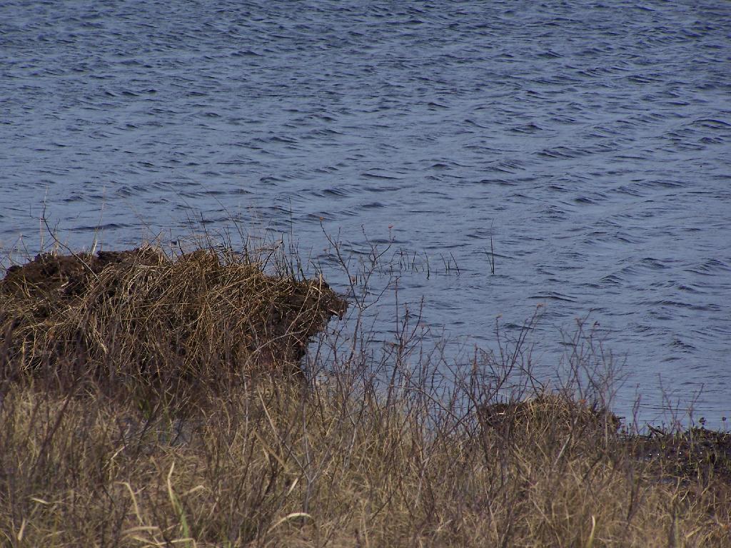 Photo: Marsh and Lake