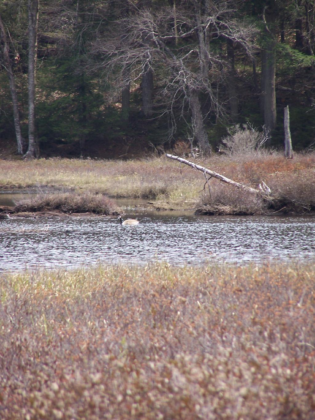 Photo: Canada Goose Photo: Canada Goose