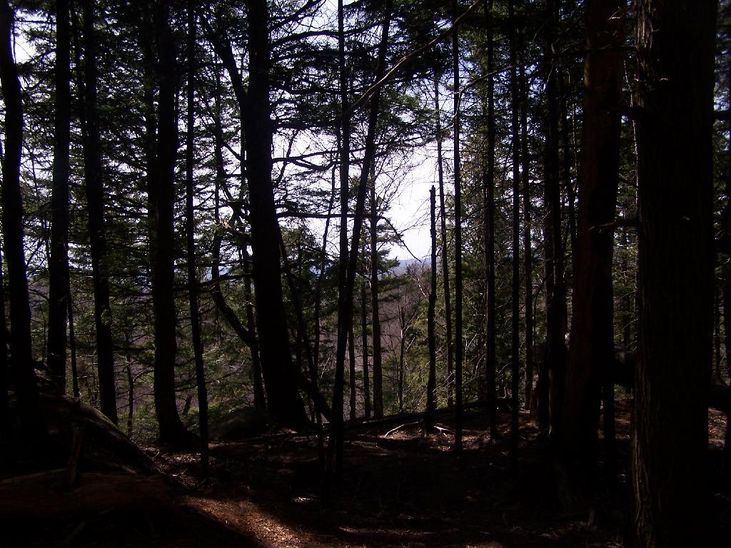 Photo: Woods on Top the Cliffs Photo: Woods on Top the Cliffs