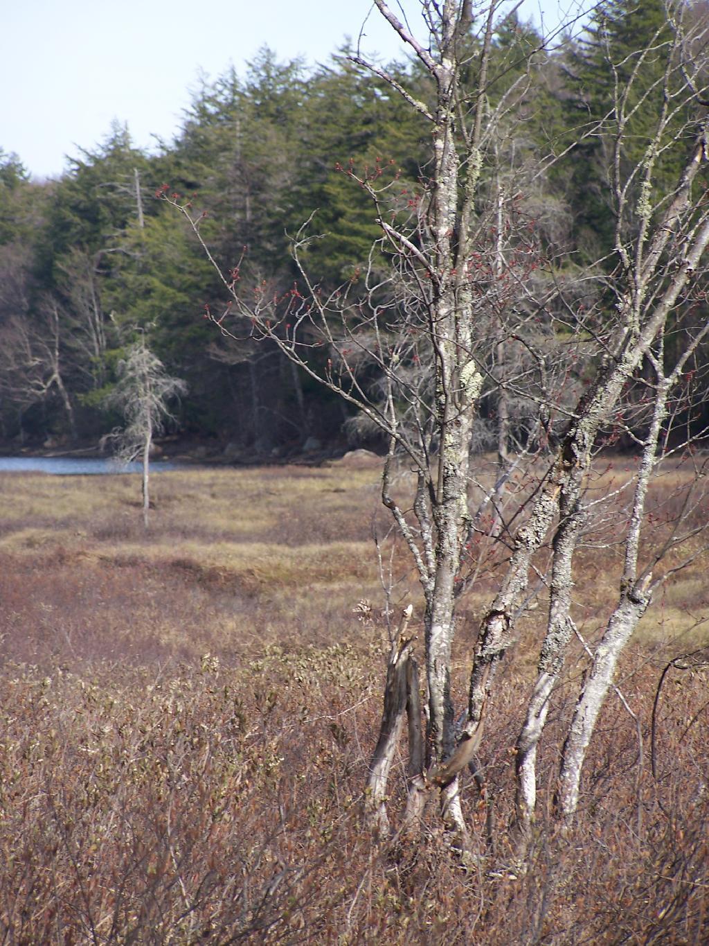 Photo: Wetlands at Good Luck Lake Photo: Wetlands at Good Luck Lake
