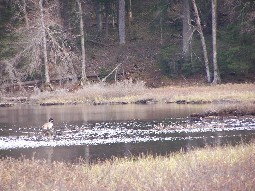 Photo: Goose