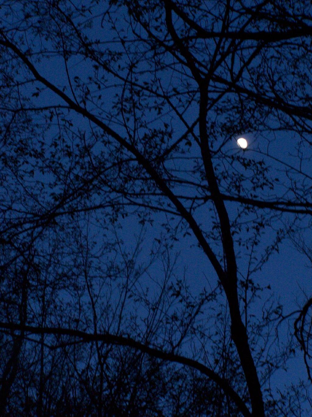 Photo: Moonlight Descending the Mountain