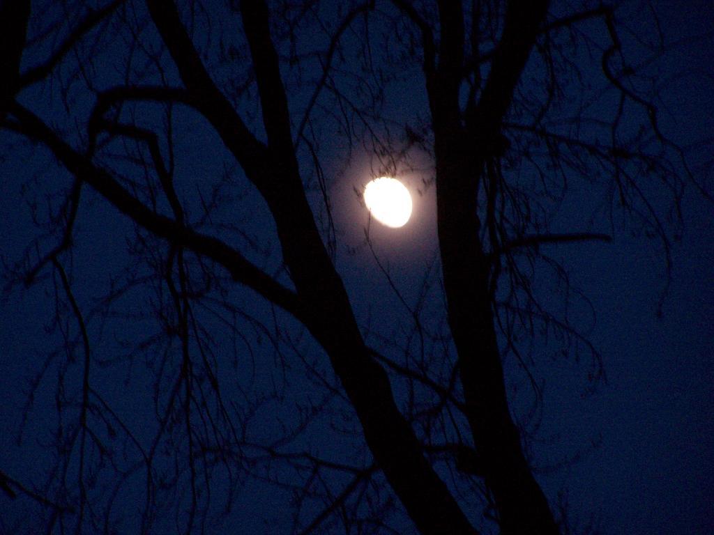 Photo: Moon in the Trees