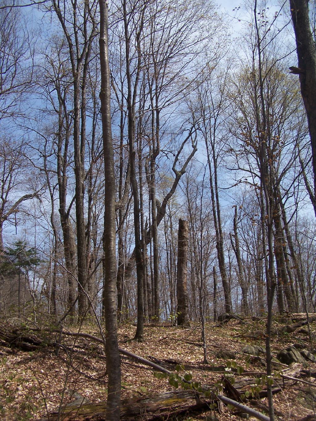 Photo: Springtime Coming in the Adirondacks