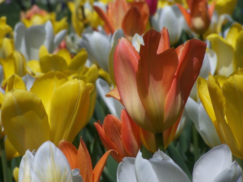 Photo: White, Orange, Red Tulips Photo: White, Orange, Red Tulips