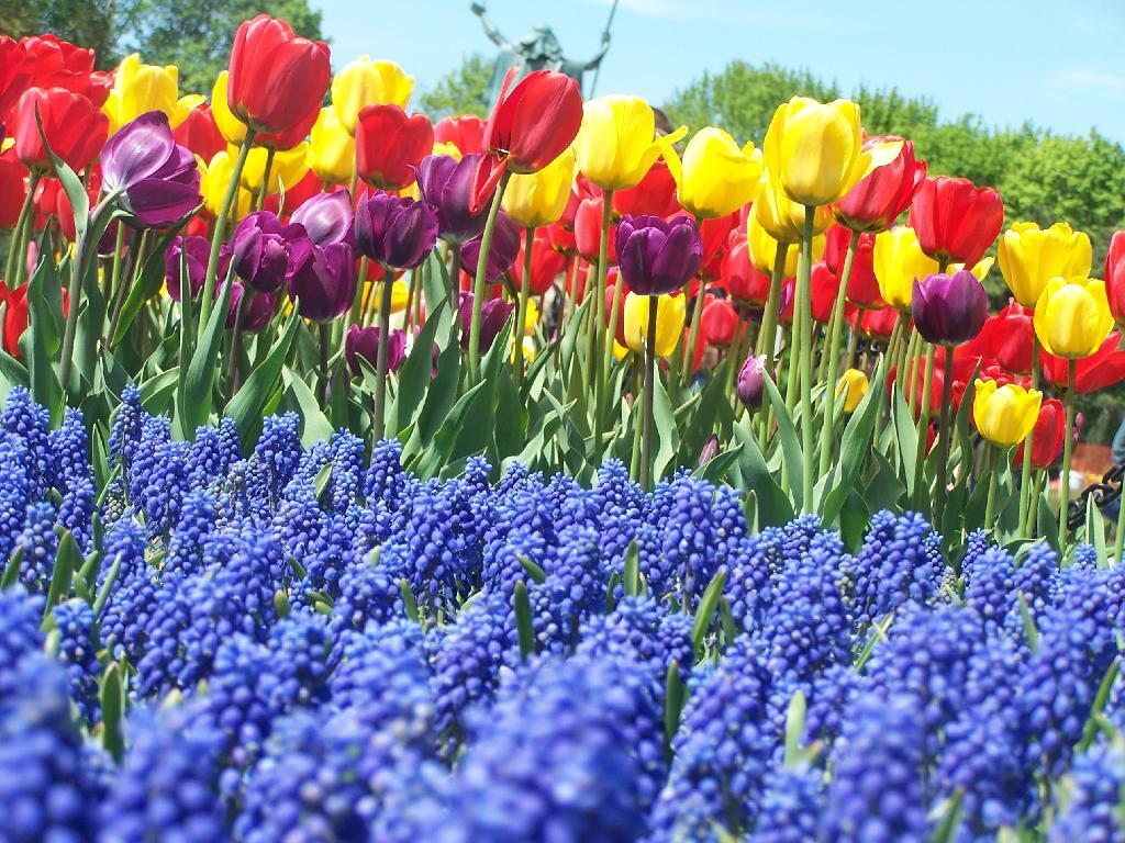 Photo: Tulips and Moses Photo: Tulips and Moses