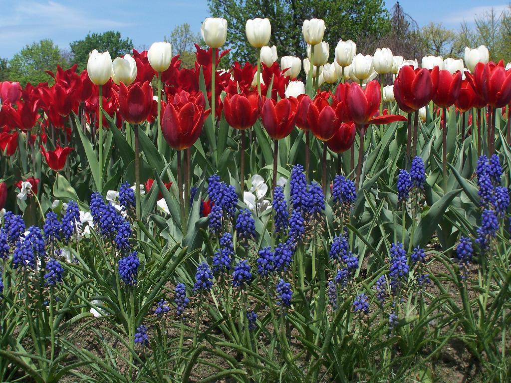 Photo: Red, White, and Blue Photo: Red, White, and Blue