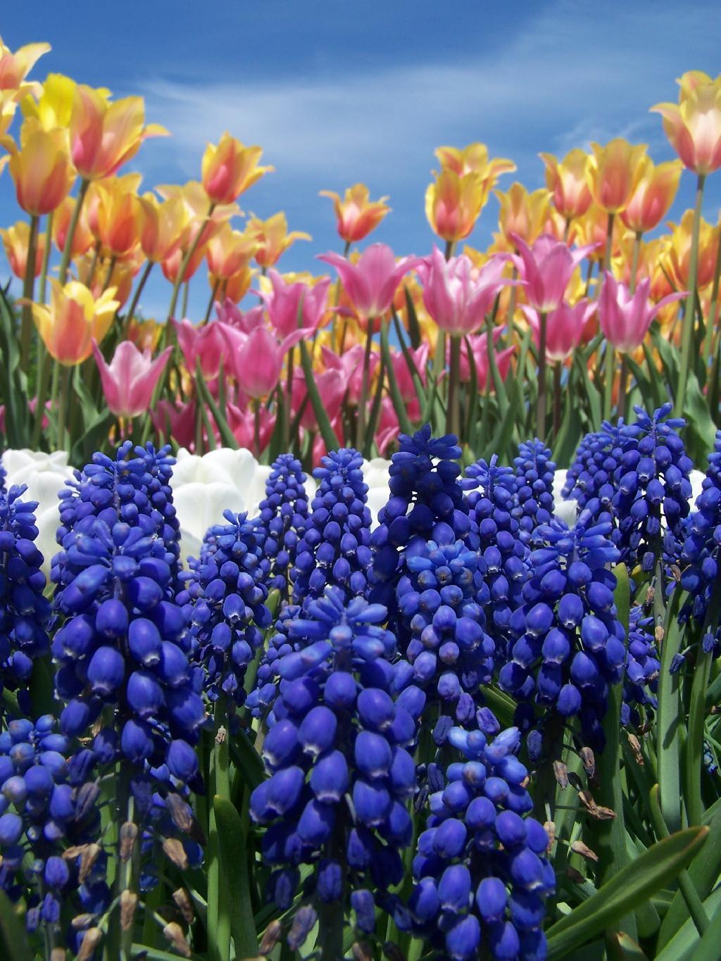 Photo: Purple, White, Pink, Orange, and Sky Photo: Purple, White, Pink, Orange, and Sky