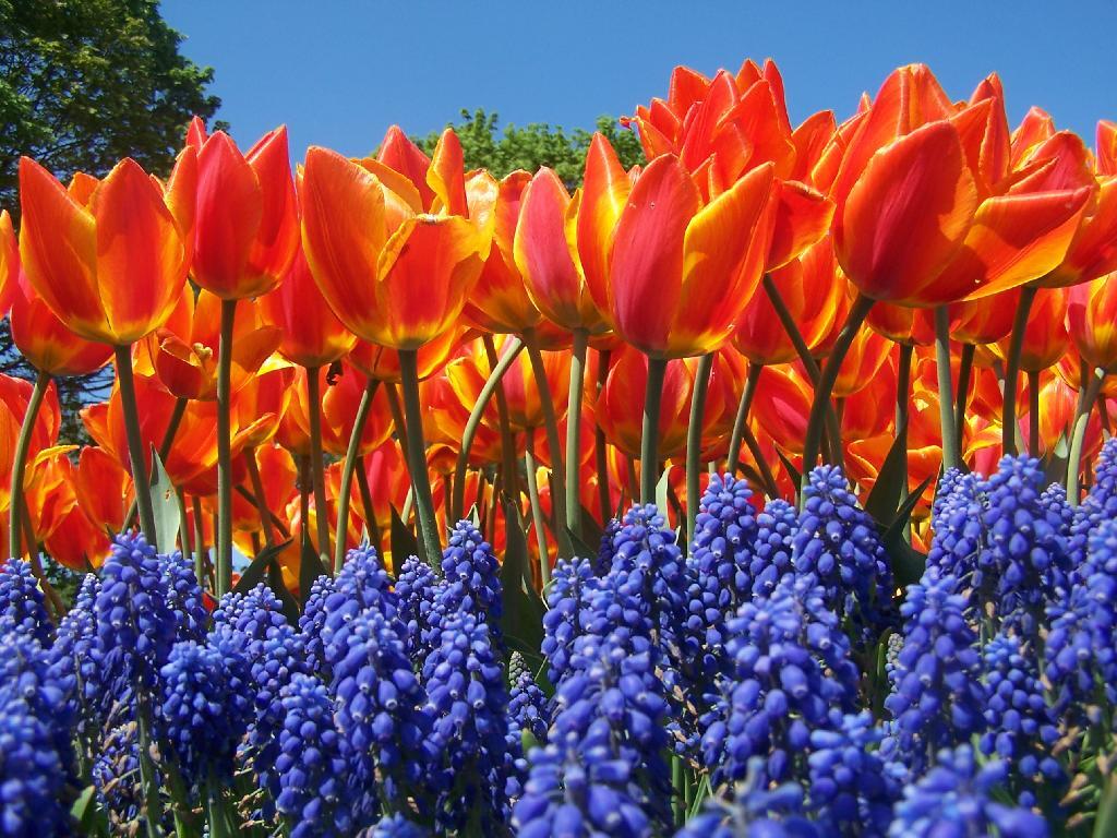 Photo: Red, Blue, and Blue Sky Photo: Red, Blue, and Blue Sky