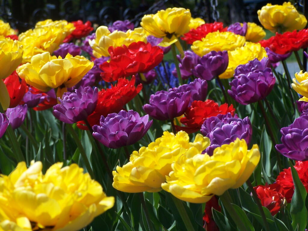 Photo: Many Colors Photo: Many Colors