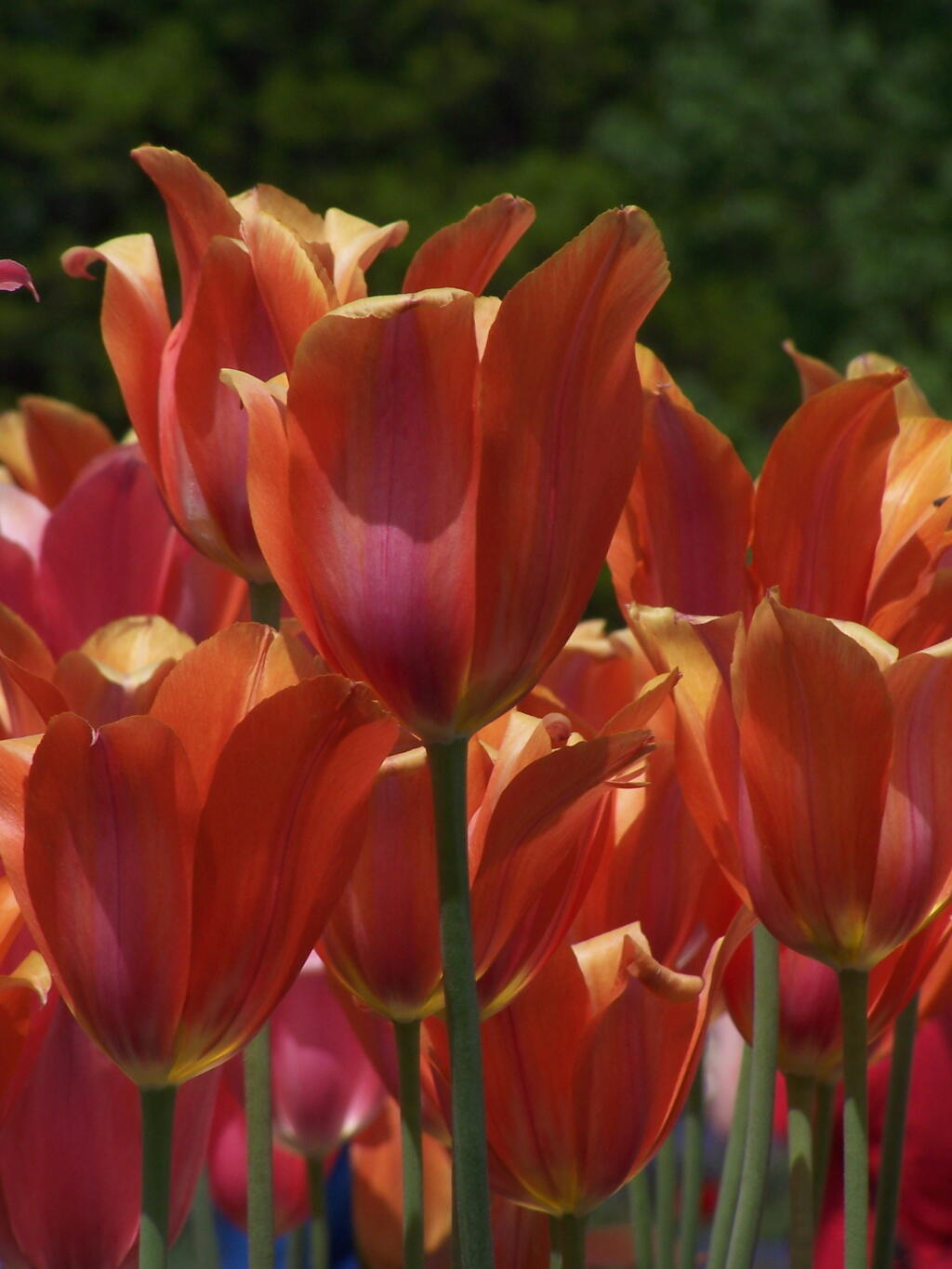 Photo: Orange and Red