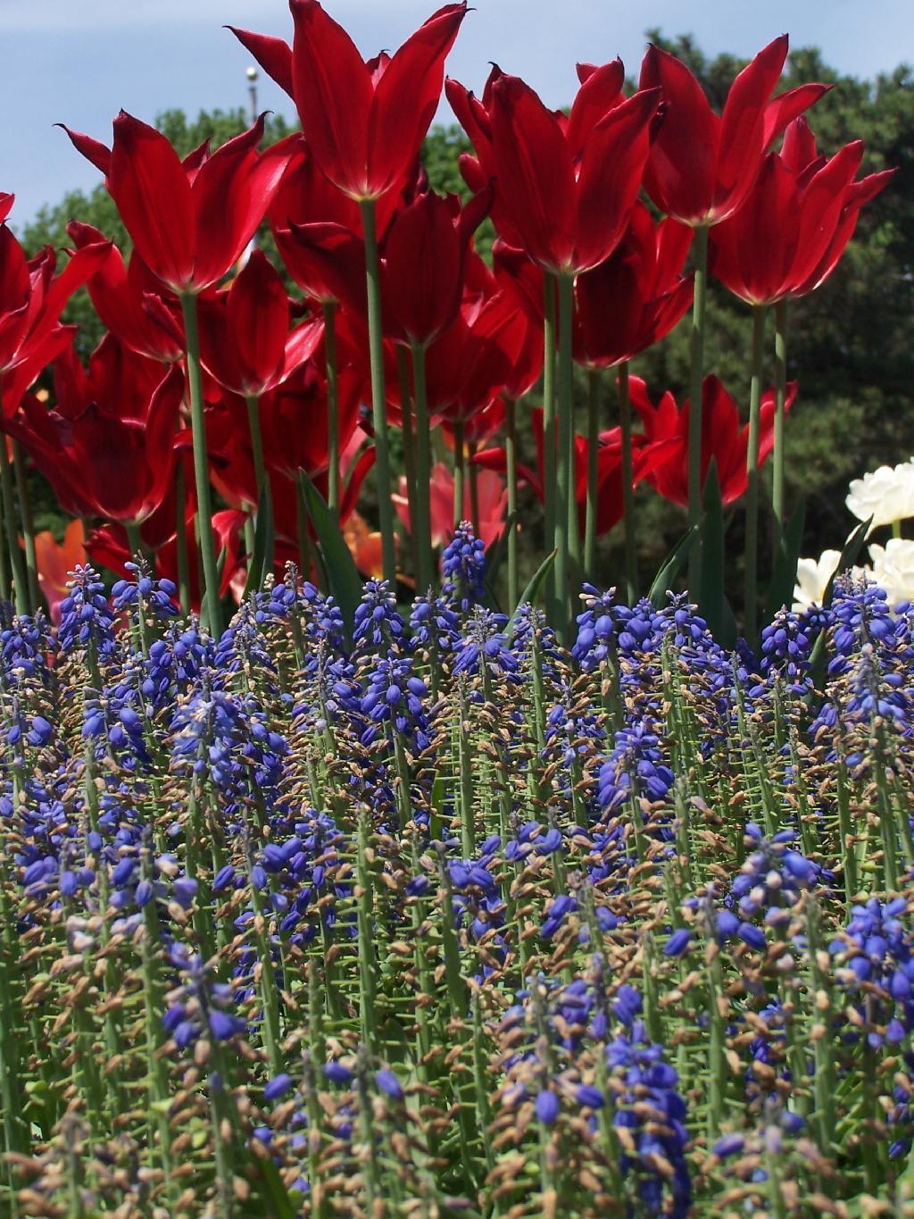 Photo: Red White and Blue