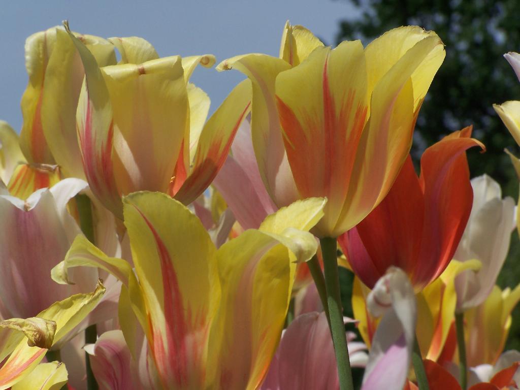 Photo: Yellow Orange and Blue Photo: Yellow Orange and Blue