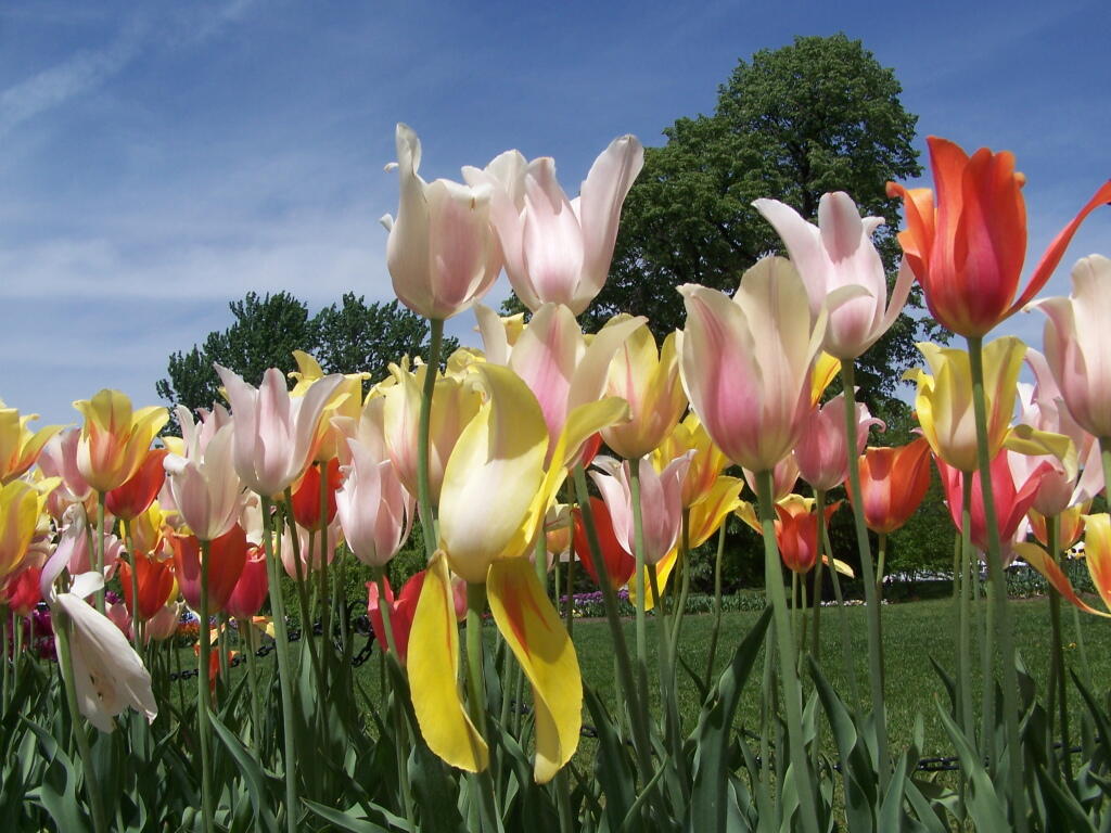 Photo: Tulips Photo: Tulips