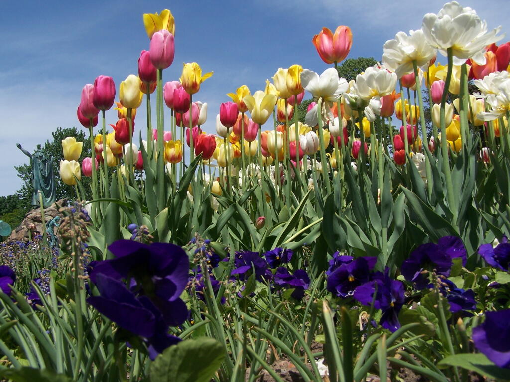 Photo: Tulip Bed Photo: Tulip Bed