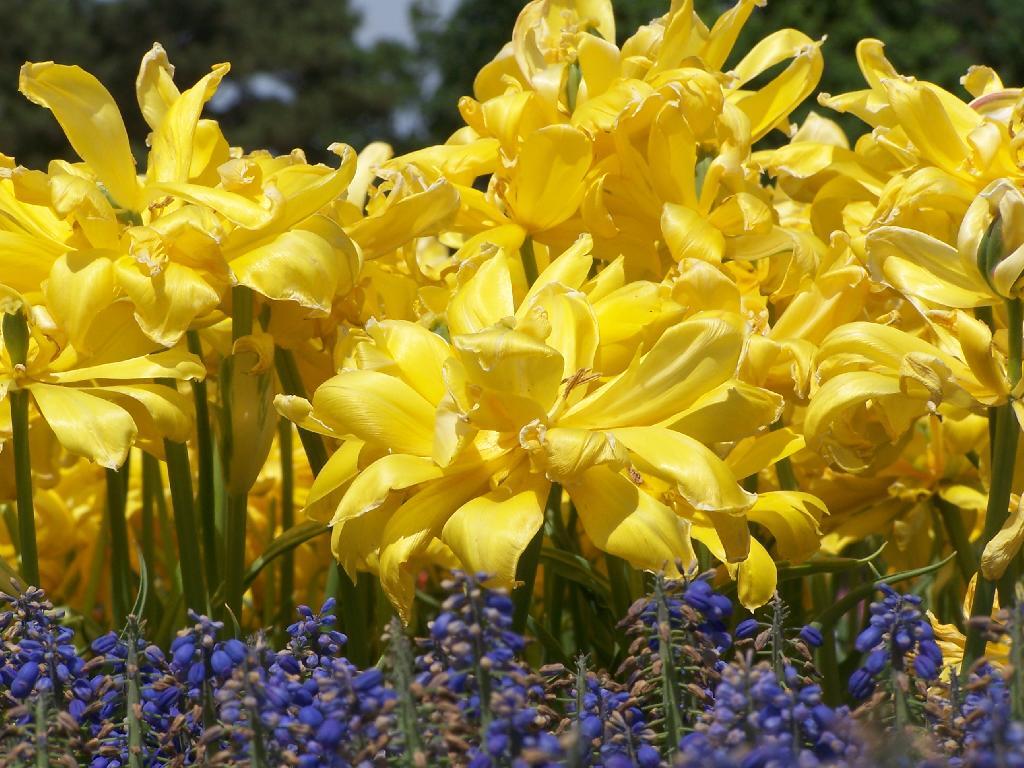 Photo: Blue and Yellow Photo: Blue and Yellow