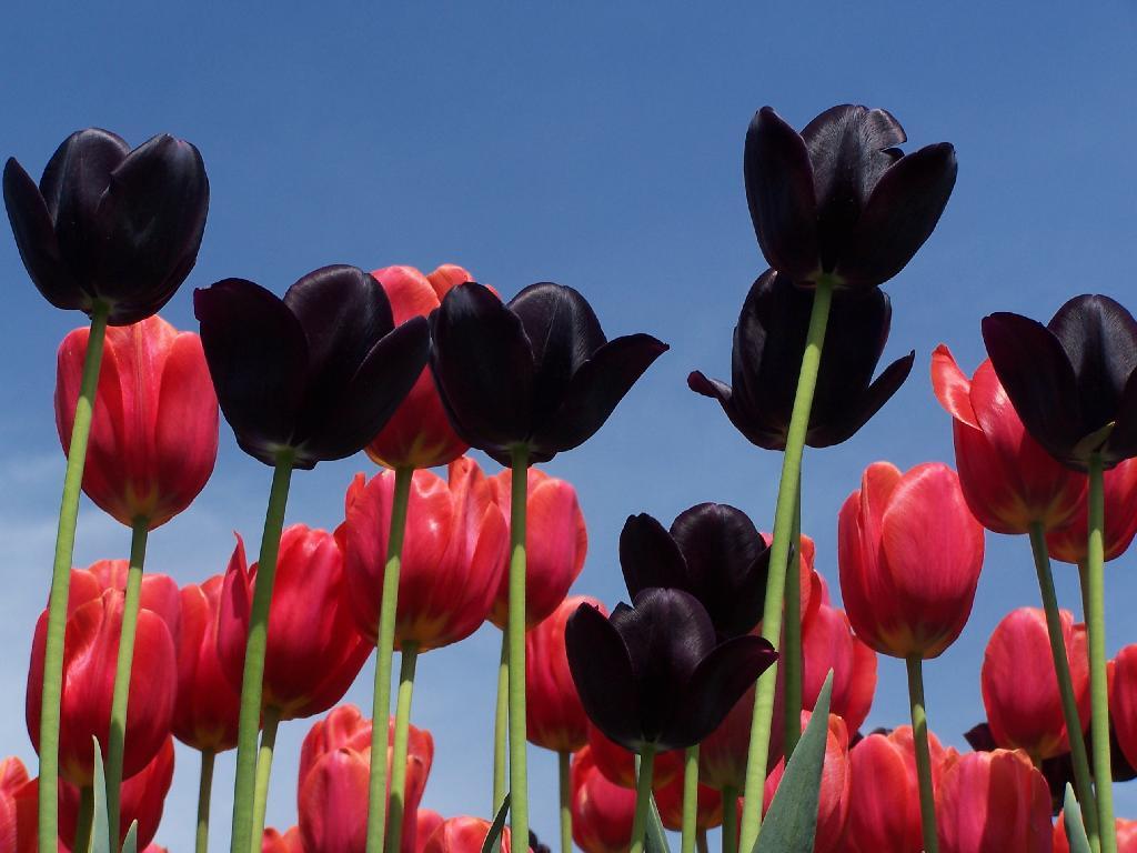 Photo: Purple on Red
