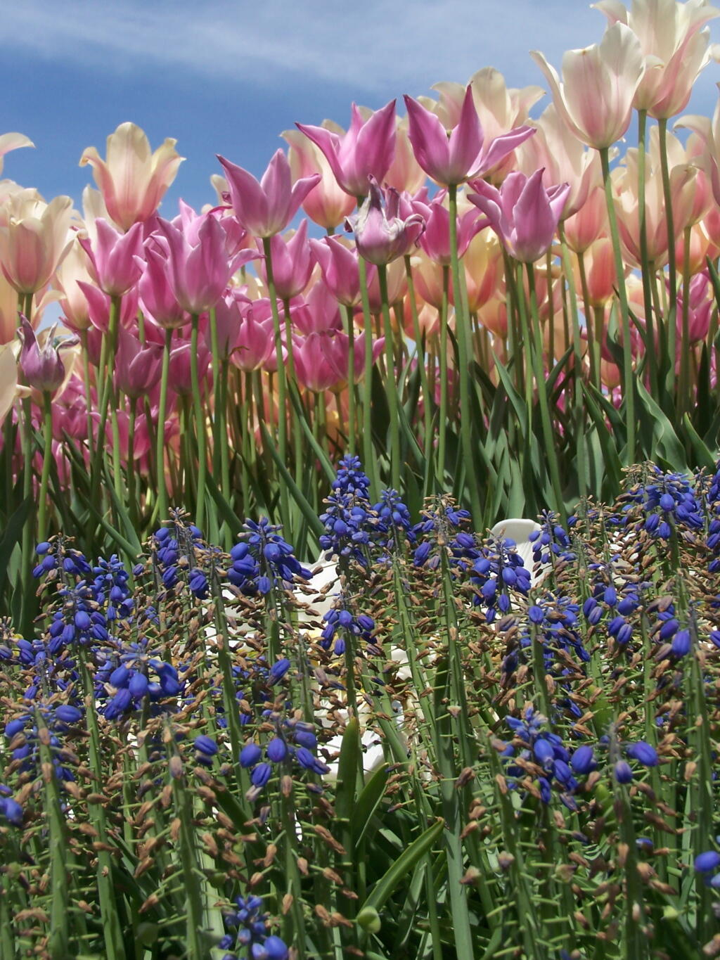Photo: Pink, White, Blue Photo: Pink, White, Blue