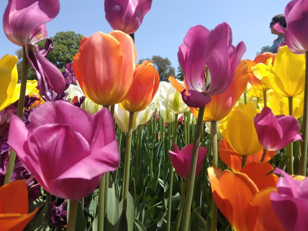 Photo: Tulips 🌷 Photo: Tulips 🌷