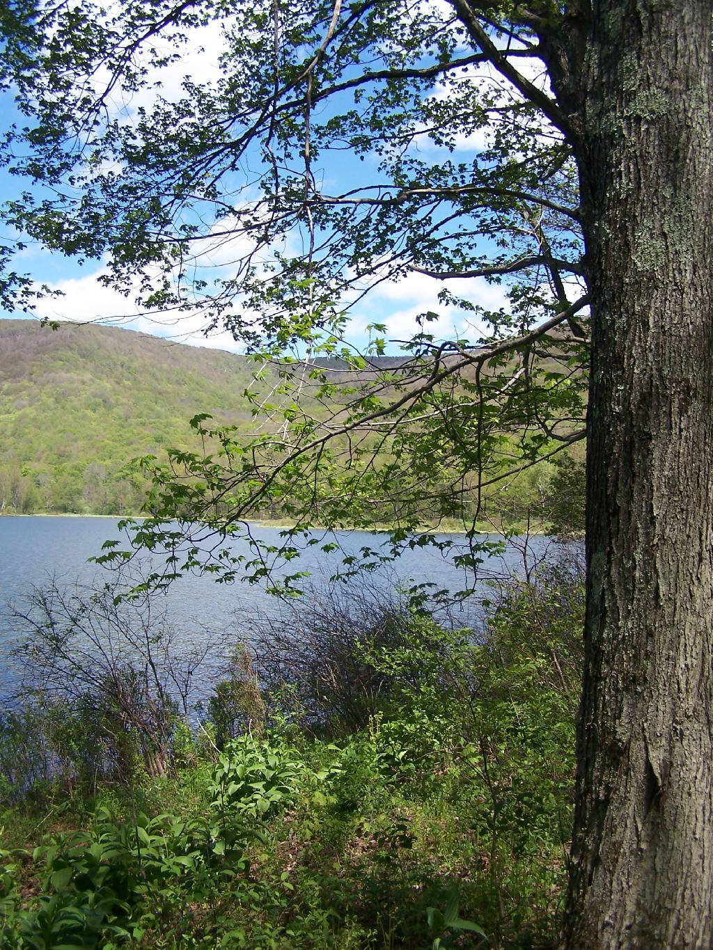 Photo: Along Edge of Alder Pond Photo: Along Edge of Alder Pond