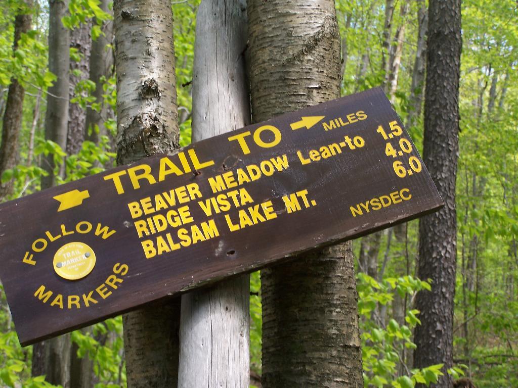 Photo: Trail to Balsam Mountain