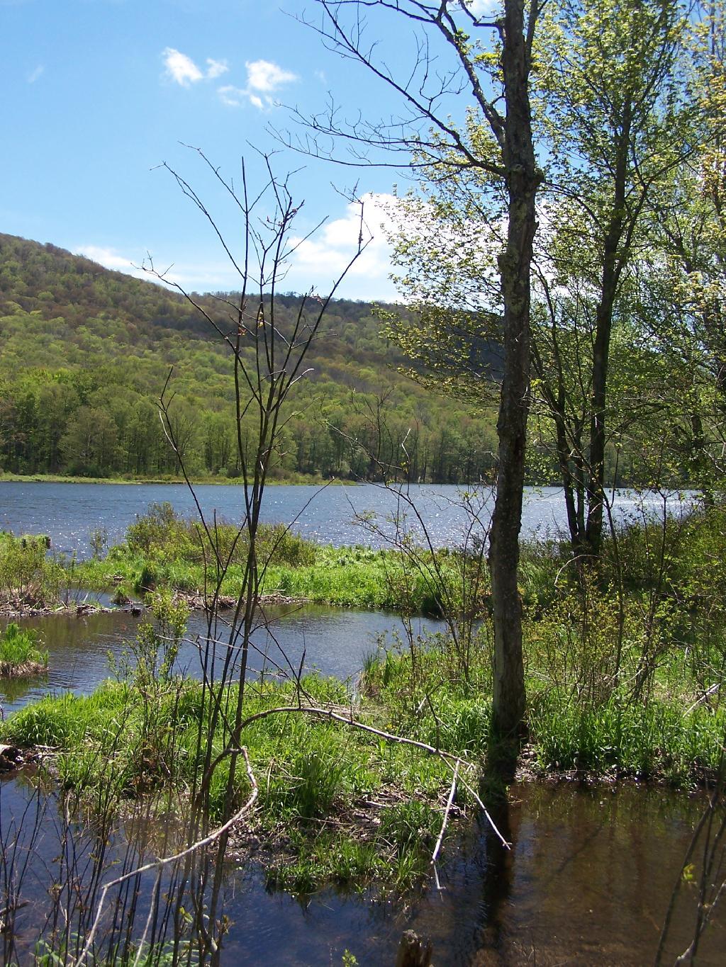 Photo: Marshy End of the Lake Photo: Marshy End of the Lake