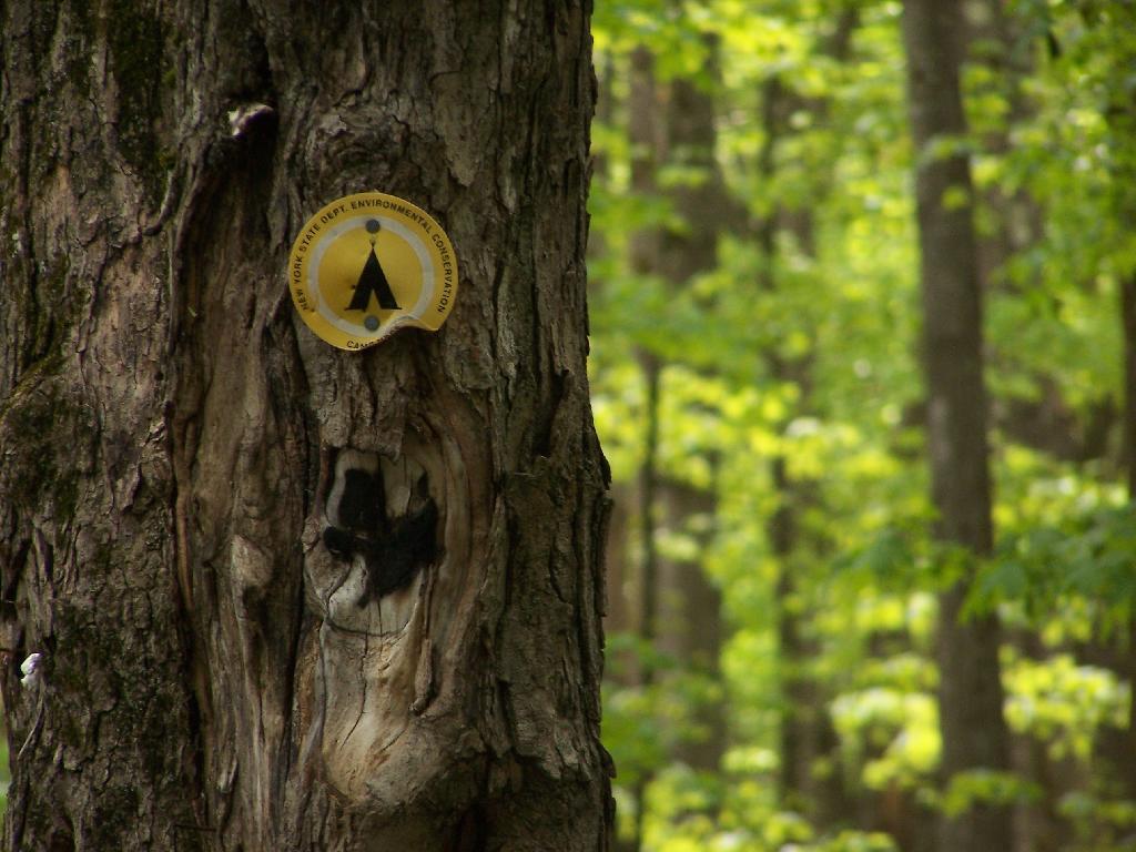 Photo: Designated Campsite