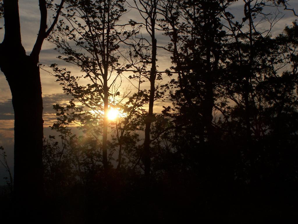 Photo: Sunsets Through the Trees
