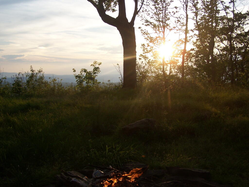 Photo: Rays of Sun Through the Trees