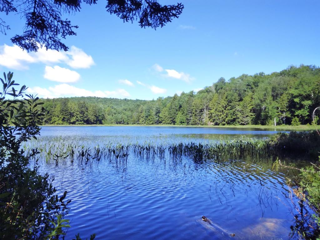 Photo: House Pond