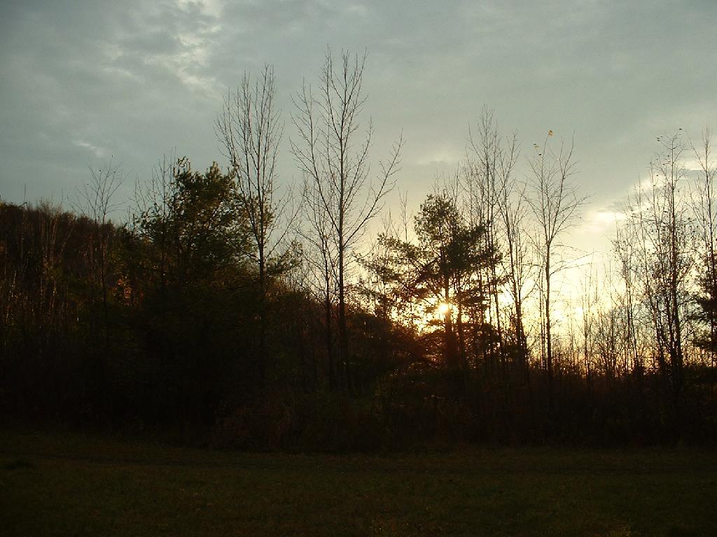 Photo: Light Through the Trees