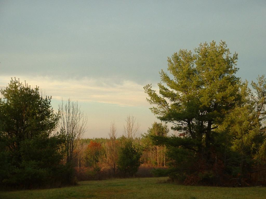 Photo: Trees