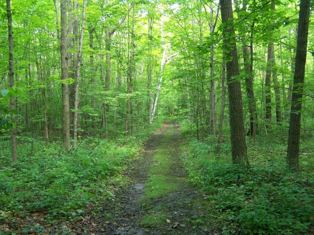 Photo: Unmarked Woods Road