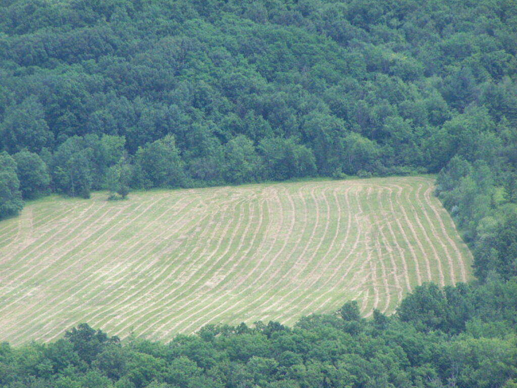 Photo: Drying Hay Field Photo: Drying Hay Field