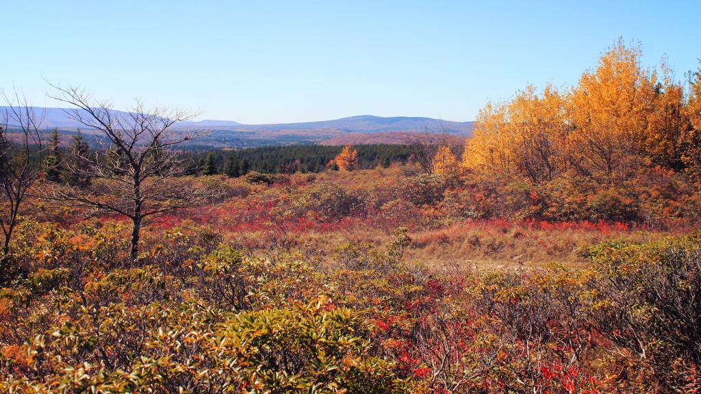 Photo: With Color Fading Early in Dolly Sods it Can Look Like Late Autumn in Early October