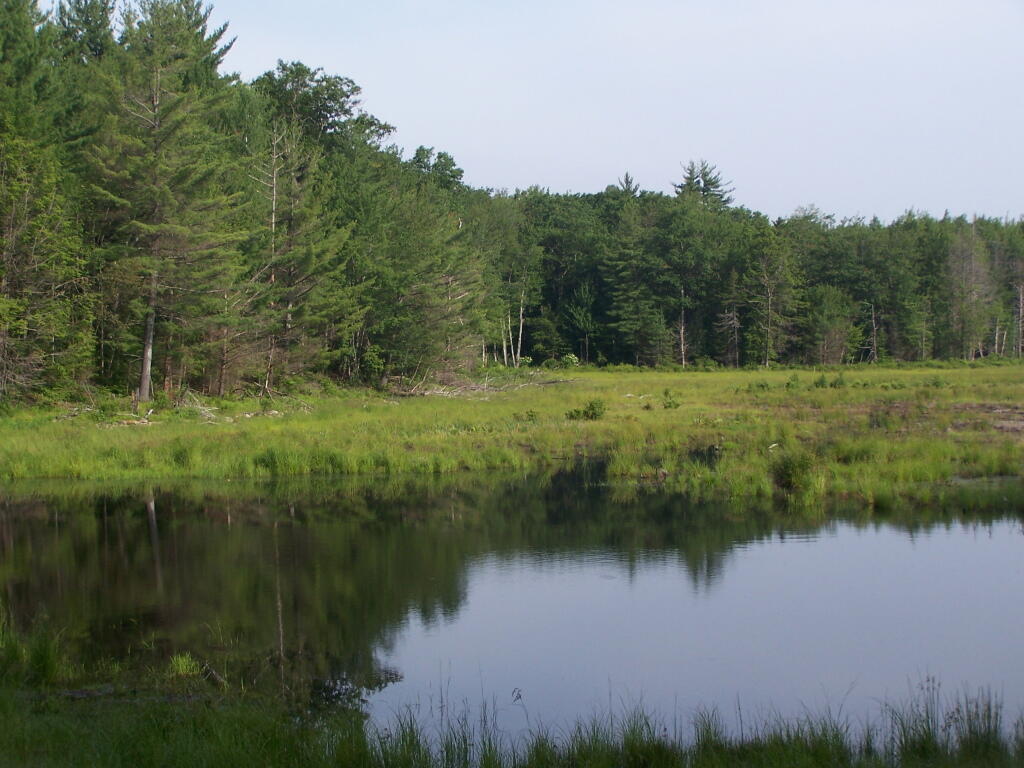 Photo: Duck Pond