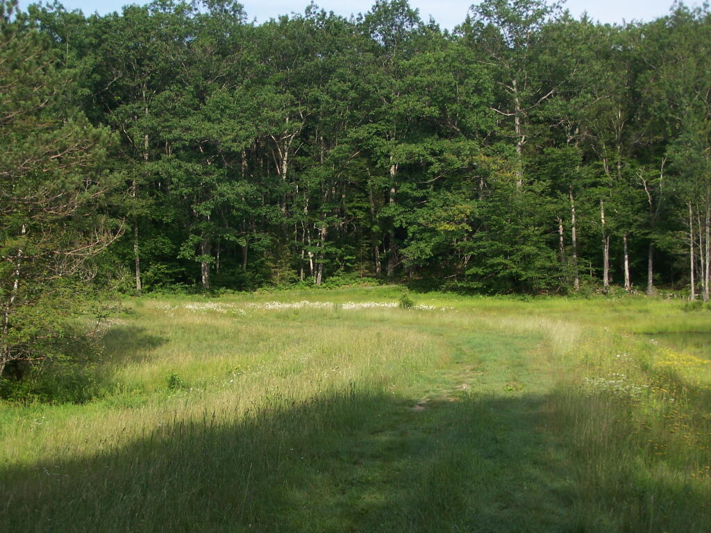 Photo: Berm at Duck Pond Photo: Berm at Duck Pond
