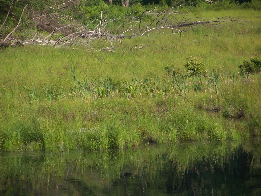 Photo: Marshy Edge of Duck Pond Photo: Marshy Edge of Duck Pond